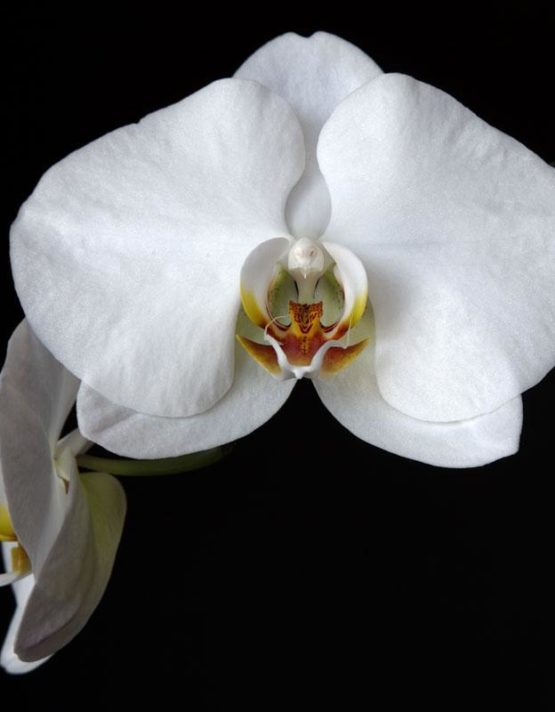 orchidea-benessere